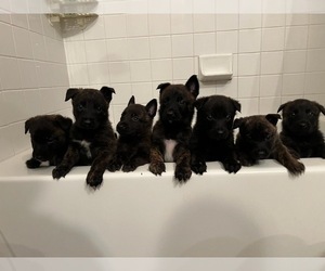 Belgian Malinois-Dutch Shepherd Dog Mix Litter for sale in PARKER, CO, USA