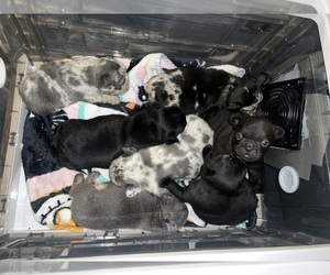 French Bulldog Litter for sale in BUCKHANNON, WV, USA