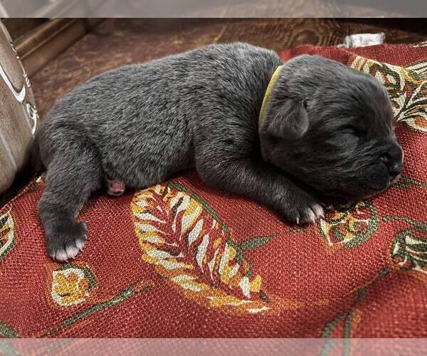 Medium Photo #1 Cane Corso Puppy For Sale in BELLEVILLE, MI, USA