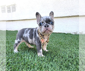 French Bulldog Litter for sale in LONG BEACH, CA, USA