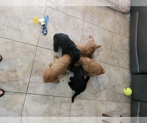 Labradoodle Litter for sale in ORLANDO, FL, USA