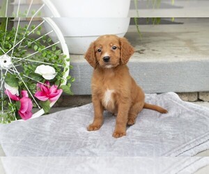 Goldendoodle (Miniature) Litter for sale in DUNDEE, OH, USA