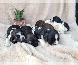 Cocker Spaniel Litter for sale in MIDDLEBURY, IN, USA
