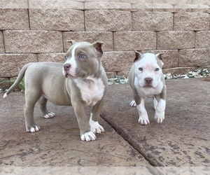 American Pit Bull Terrier Litter for sale in BAKERSFIELD, CA, USA