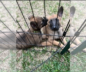 Belgian Malinois Litter for sale in COLLEGE STATION, TX, USA