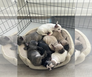 French Bulldog Litter for sale in RICHMOND, KY, USA