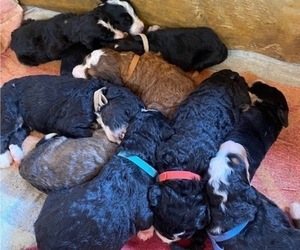 Bernedoodle Litter for sale in MARSHALLVILLE, OH, USA