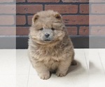 Small Photo #1 Chow Chow Puppy For Sale in NAPPANEE, IN, USA