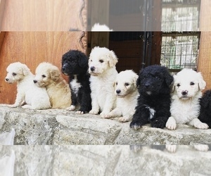 Pyredoodle Litter for sale in LAKEHILLS, TX, USA