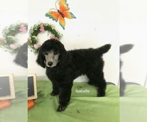 Poodle (Standard) Litter for sale in FORT WORTH, TX, USA