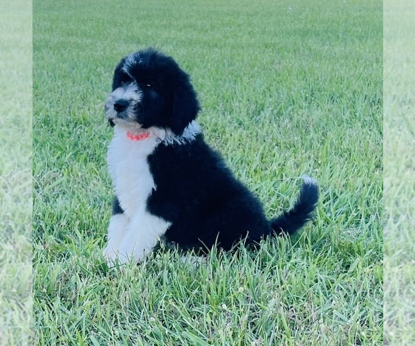 Medium Photo #1 Sheepadoodle Puppy For Sale in GROVETON, TX, USA