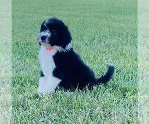 Sheepadoodle Litter for sale in GROVETON, TX, USA