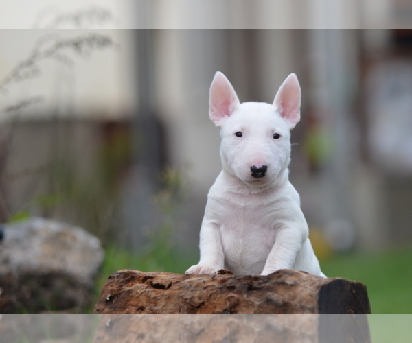 Medium Photo #1 Miniature Bull Terrier Puppy For Sale in Kiskoros, Bacs-Kiskun, Hungary