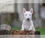 Small Photo #1 Miniature Bull Terrier Puppy For Sale in Kiskoros, Bacs-Kiskun, Hungary