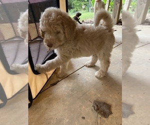 Poodle (Standard) Litter for sale in EDWARDS, MS, USA