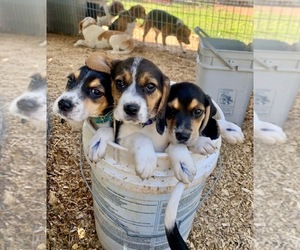 Beagle Litter for sale in MARSHALL, AR, USA