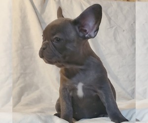 French Bulldog Litter for sale in CHINO, CA, USA