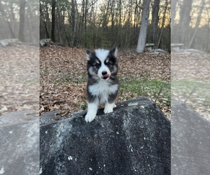 Pomsky Litter for sale in DRACUT, MA, USA