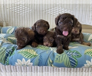 Labradoodle Litter for sale in ABINGDON, VA, USA
