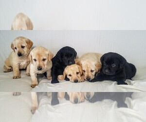 Labrador Retriever Litter for sale in CATO, NY, USA