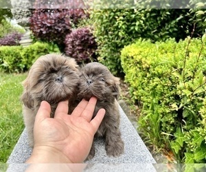 Shih Tzu Litter for sale in HAYWARD, CA, USA