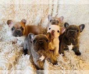 French Bulldog Litter for sale in HUDSON, CO, USA