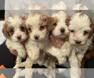 Cavapoo Litter for sale in CANANDAIGUA, NY, USA