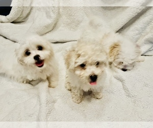 Bichon Frise Litter for sale in FAYETTEVILLE, NC, USA