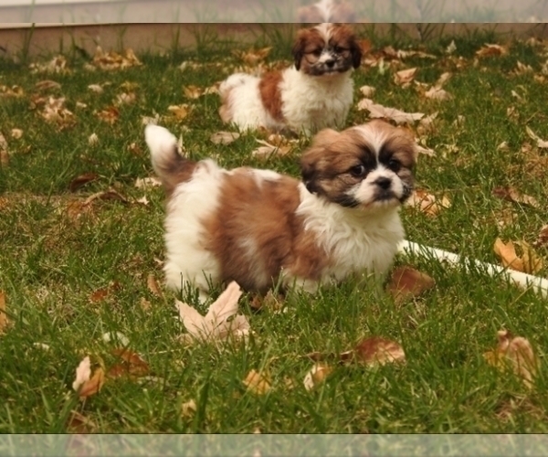Medium Photo #1 Zuchon Puppy For Sale in SAINT PAUL, MN, USA