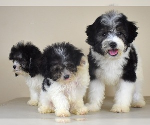 Havanese-Maltipoo Mix Litter for sale in SAN DIEGO, CA, USA