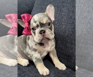 French Bulldog Litter for sale in COOPER CITY, FL, USA