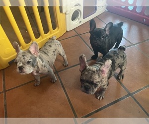 French Bulldog Litter for sale in FRESNO, CA, USA