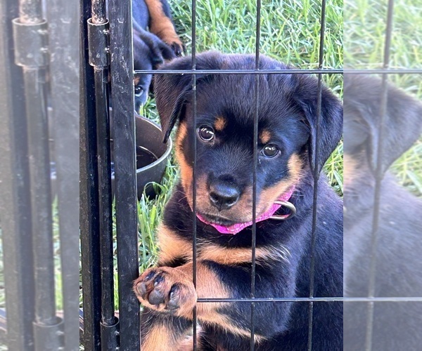 Medium Photo #1 Rottweiler Puppy For Sale in CORONA, CA, USA