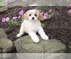 Cavapoo Litter for sale in MILLERSBURG, OH, USA