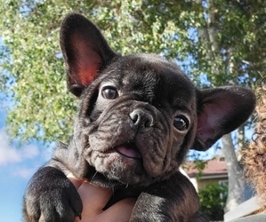 French Bulldog Litter for sale in REDLANDS, CA, USA