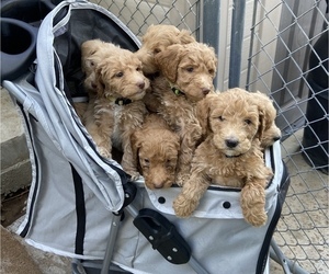 Double Doodle Litter for sale in SANTA PAULA, CA, USA