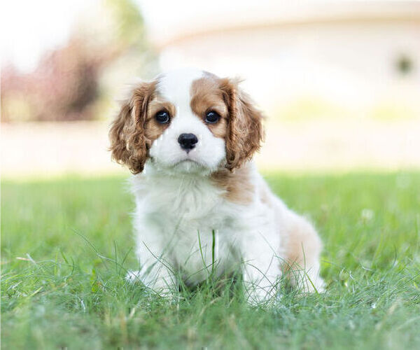 Medium Photo #1 Cavalier King Charles Spaniel Puppy For Sale in WARSAW, IN, USA