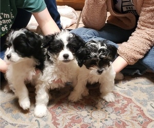 Maltipoo Litter for sale in PLANT CITY, FL, USA