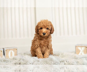 Poodle (Toy) Litter for sale in WARSAW, IN, USA