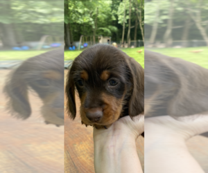 Dachshund Litter for sale in GRAND VALLEY, PA, USA