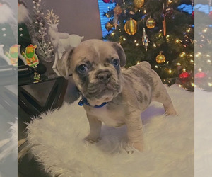 French Bulldog Litter for sale in AURORA, CO, USA