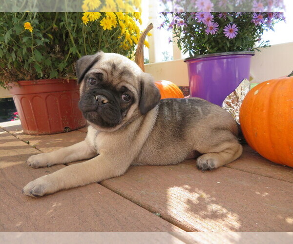 Medium Photo #1 Jug Puppy For Sale in MOUNT SOLON, VA, USA