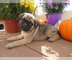 Small Photo #1 Jug Puppy For Sale in MOUNT SOLON, VA, USA
