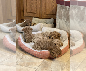 Poodle (Toy) Litter for sale in SPRINGFIELD, CO, USA