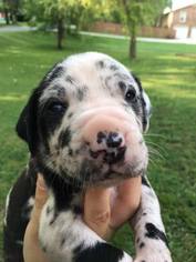 Great Dane Litter for sale in WHITE HOUSE, TN, USA