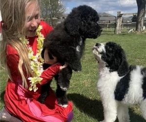 Saint Berdoodle Litter for sale in NACHES, WA, USA