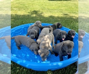 Labrador Retriever Litter for sale in WRIGHTSTOWN, WI, USA
