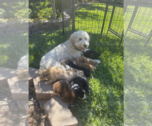 Aussiedoodle-Australian Shepherd Mix Litter for sale in BRADBURY, CA, USA