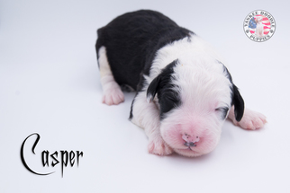 Sheepadoodle Litter for sale in ENGLISH, IN, USA