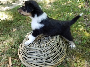 Scotch Collie Litter for sale in CARBONDALE, IL, USA